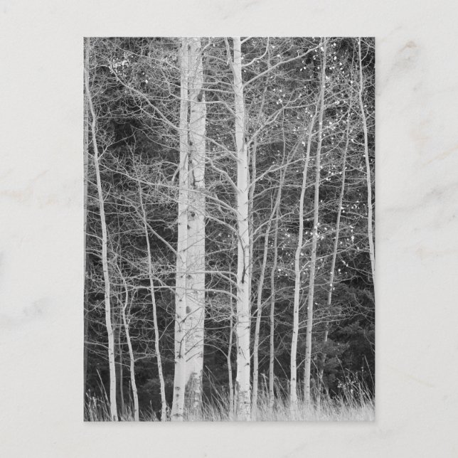 Postal Árboles en el bosque durante el invierno (Anverso)