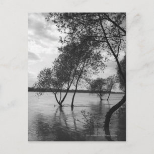 Postal Árboles en el lago