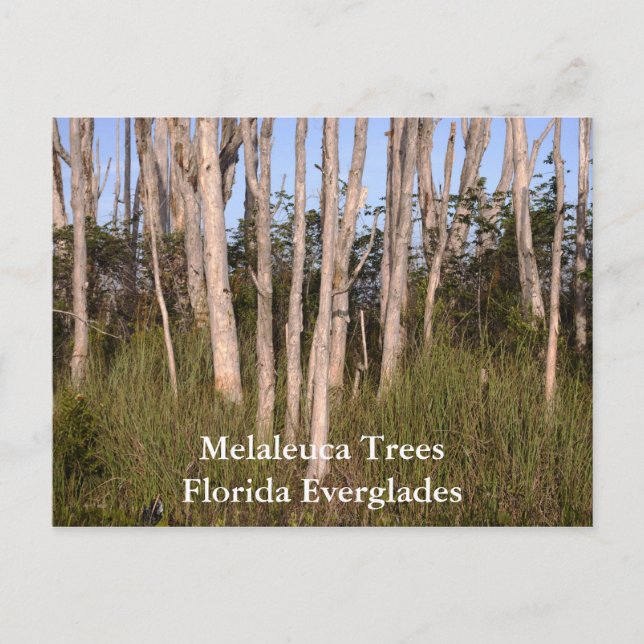 Postal Árboles en Everglades, Melaleuca Trees, Florida... (Anverso)