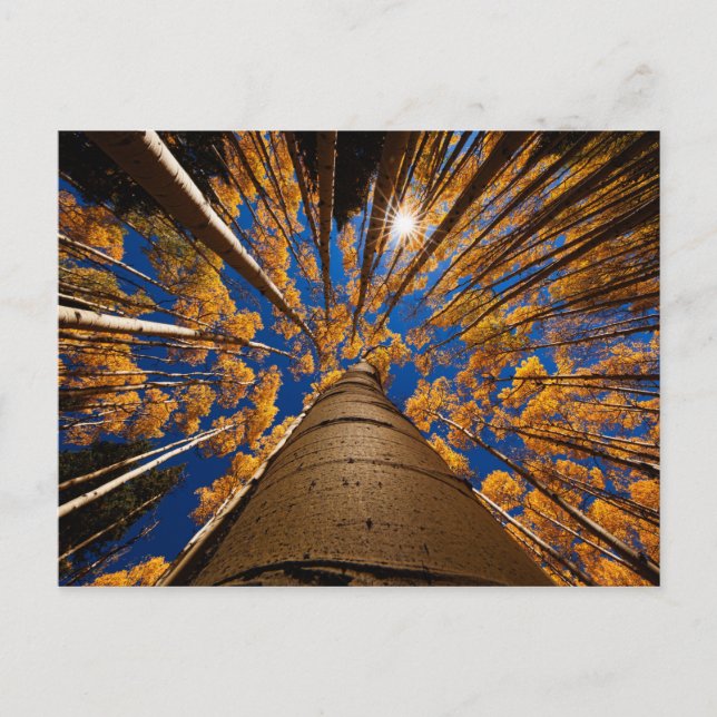 Postal Árboles en Flagstaff, Arizona (Picos de San Franci (Anverso)