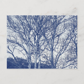 Postal Árboles en invierno: efecto cianotipio