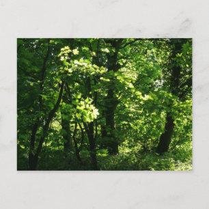 Postal Árboles en la primavera. Bute Park, Cardiff. Gales