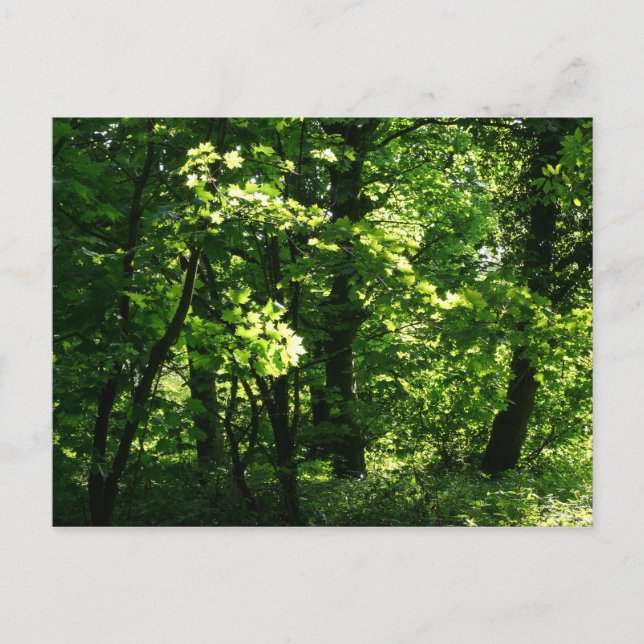 Postal Árboles en la primavera. Bute Park, Cardiff. Gales (Anverso)