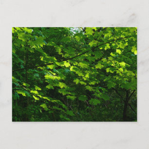 Postal Árboles en la primavera. Bute Park, Cardiff. Gales