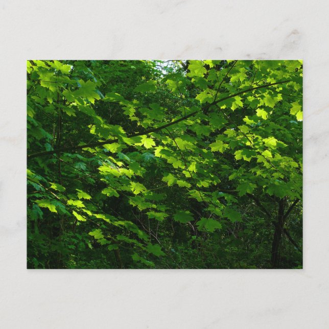 Postal Árboles en la primavera. Bute Park, Cardiff. Gales (Anverso)