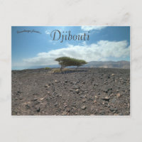 Árboles en la selva de Djibouti