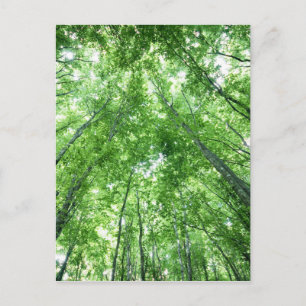 Postal Árboles en un bosque de la visión inferior