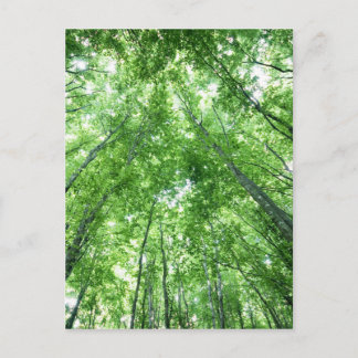 Postal Árboles en un bosque de la visión inferior