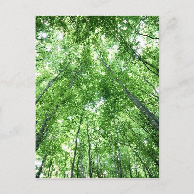 Postal Árboles en un bosque de la visión inferior (Anverso)