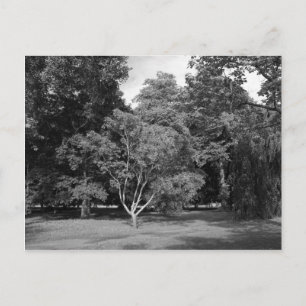 Postal Árboles en verano BW