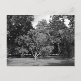 Postal Árboles en verano BW