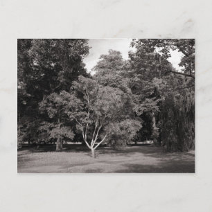 Postal Árboles en Verano - BW de tonos cálidos