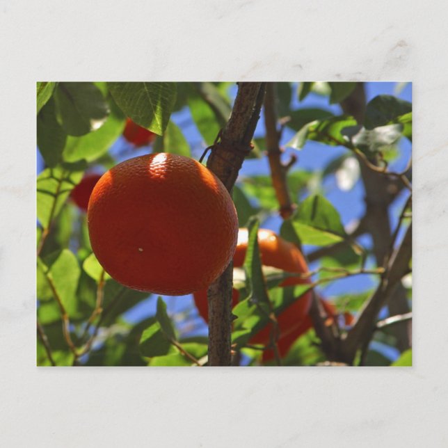 Postal Árboles frutales naranjas (Anverso)