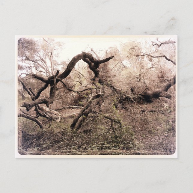 Postal "Árboles" Gilroy, CA Postcard (Anverso)