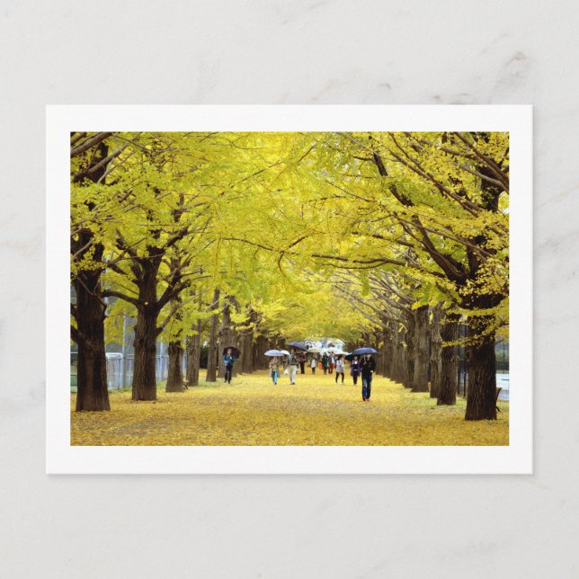 Postal Árboles Ginkgo: Parque Showa Kinen, Tokio (Anverso)