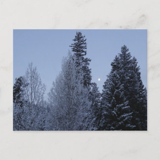 Postal Árboles invernales en el paisaje de Dawn Montana