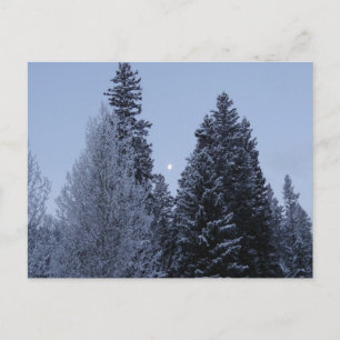 Postal Árboles invernales en el paisaje de Dawn Montana