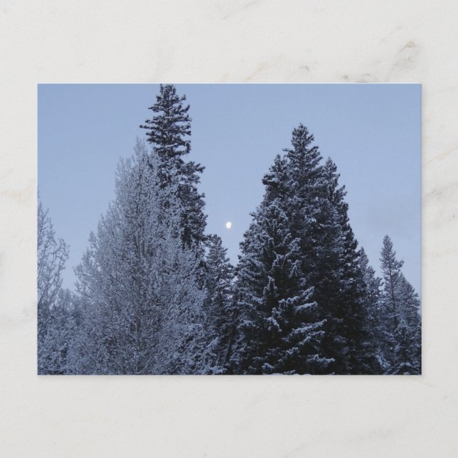 Postal Árboles invernales en el paisaje de Dawn Montana (Anverso)