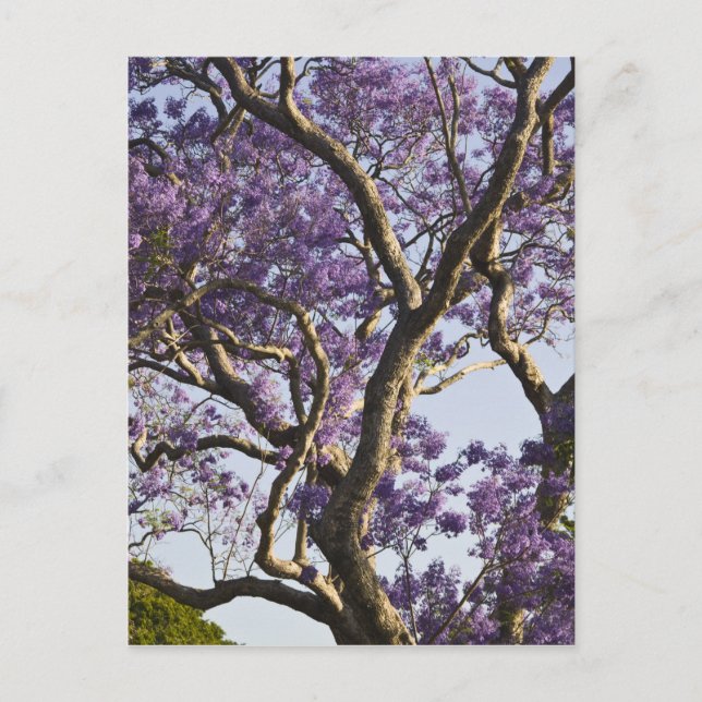 Postal Árboles jacarandinos florecientes en el nuevo parq (Anverso)