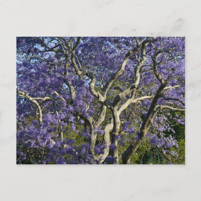 Postal Árboles jacarandinos florecientes en parque de nue (Anverso)