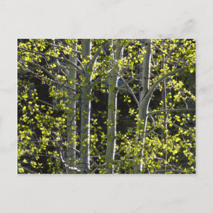 Postal Árboles jóvenes de Aspen
