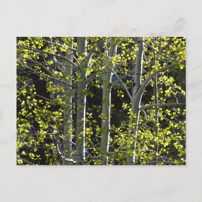 Postal Árboles jóvenes de Aspen (Anverso)