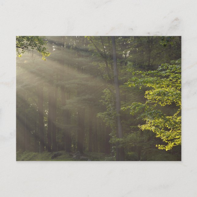 Postal Árboles junto a 7 Lakes Drive, Harriman, NY (Anverso)