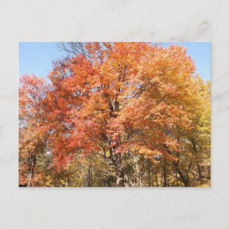 Postal Árboles naranjas