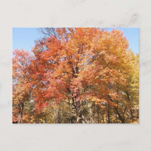 Postal Árboles naranjas (Anverso)