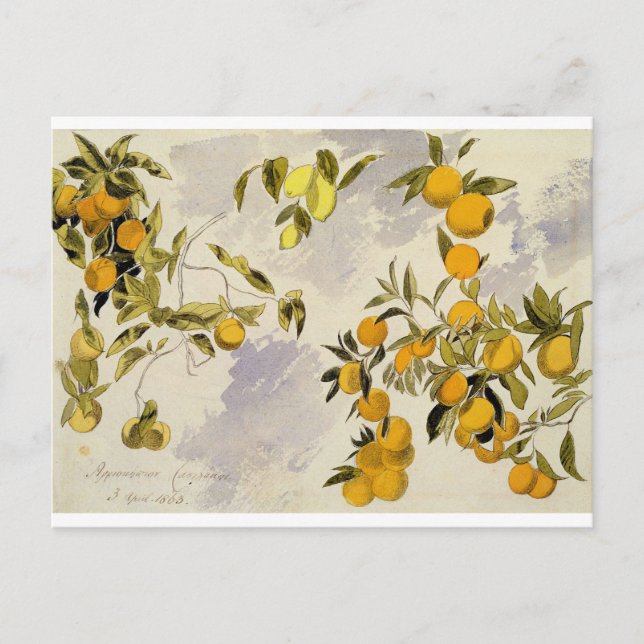 Postal Árboles naranjas, 1863 (p/c, pluma y tinta sobre g (Anverso)