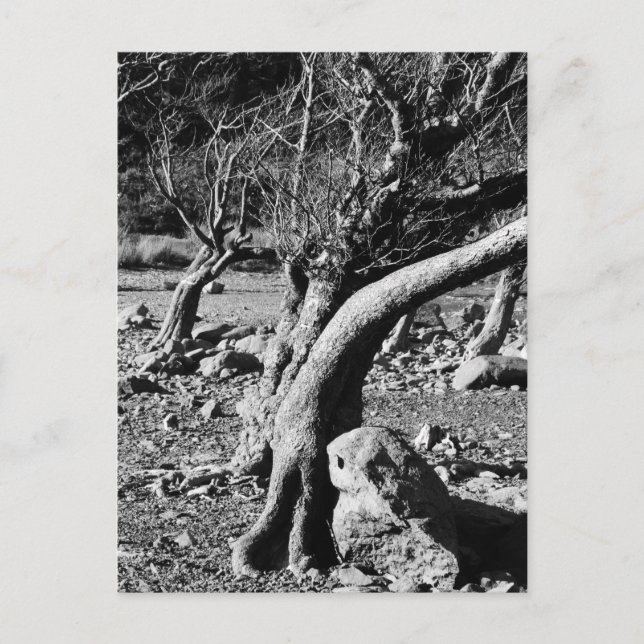 POSTAL ÁRBOLES NEGROS Y BLANCOS (Anverso)