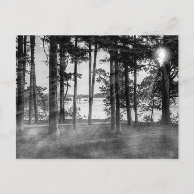 Postal Árboles nublados en la escala de grises de la roca (Anverso)