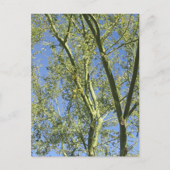 Postal Árboles Palo Verde (Anverso)