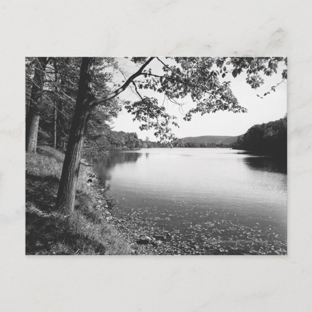 Postal Árboles por río B&W (Anverso)