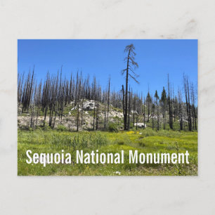Postal Árboles quemados en el Bosque Nacional de Sequoia