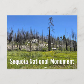 Postal Árboles quemados en el Bosque Nacional de Sequoia