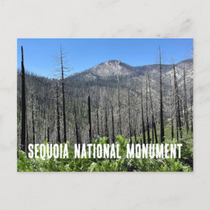 Postal Árboles quemados en el bosque nacional de Sequoia