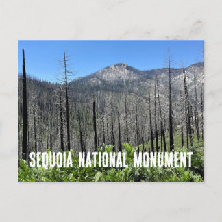 Postal Árboles quemados en el bosque nacional de Sequoia