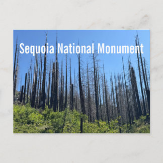Postal Árboles quemados en el Monumento Nacional Sequoia