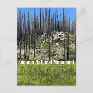 Postal Árboles quemados en el Monumento Nacional Sequoia