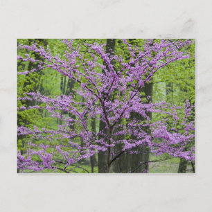 Postal Árboles Redbud en plena floración primaveral cerca
