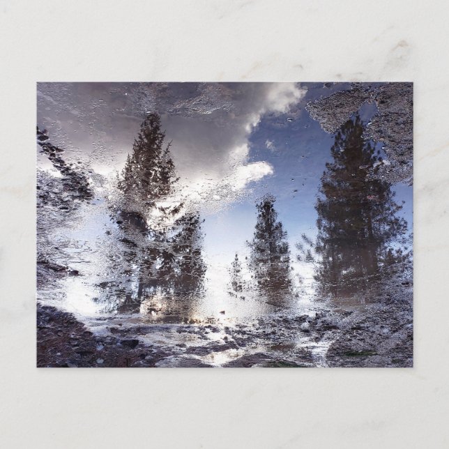 Postal Árboles reflectantes en agua de charco de lluvia (Anverso)