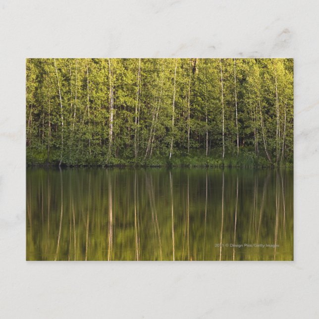 Postal Árboles reflejados en el agua (Anverso)