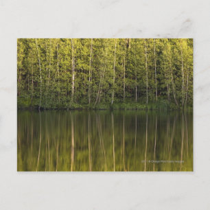 Postal Árboles reflejados en el agua