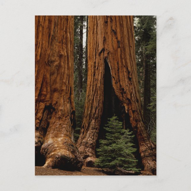 Postal Árboles secuoyas, Parque Nacional Sequoia. (Anverso)