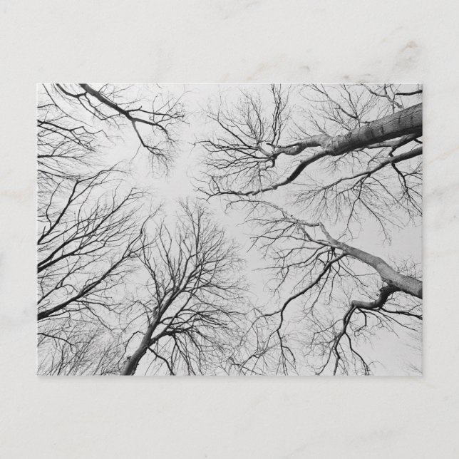 Postal Árboles sin plomo en la madera de Thiepval (Anverso)