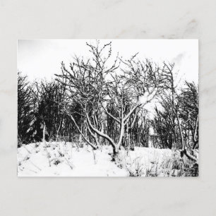 Postal Árboles y escenas de nieve, negro y blanco