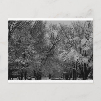 Postal "árboles y nieve" por Coressel Productions