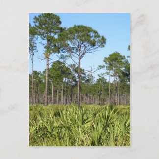 Postal Árboles y palmettos saw