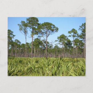 Postal Árboles y palmettos saw